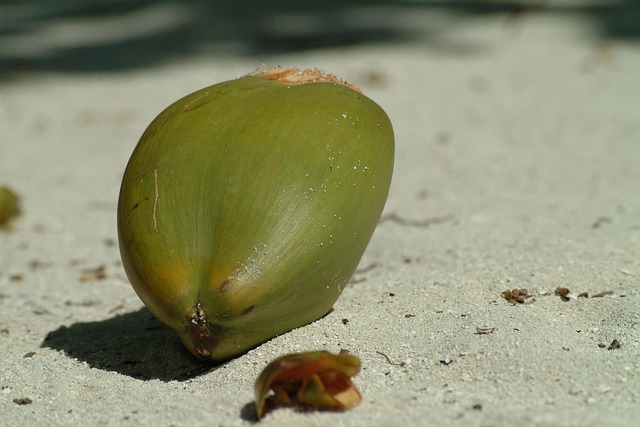 coconut sand maldives coconut coconut coconut coconut coconut