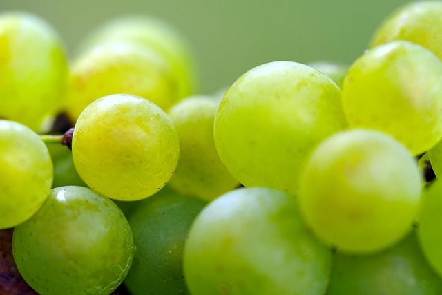 fruit grapes healthy harvest vineyard organic fruit fruit fruit fruit fruit vineyard