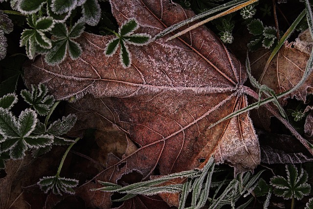 leaves hoarfrost ripe morning sun cold frozen fall mood leaf coloring autumn motif nature autumnal close up autumn mood autumn