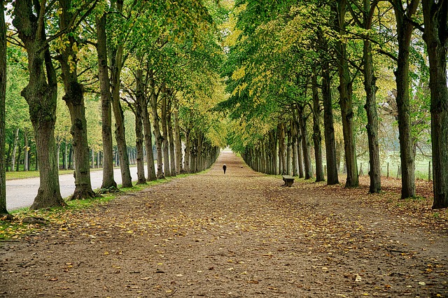 trees road avenue garden park nature versailles