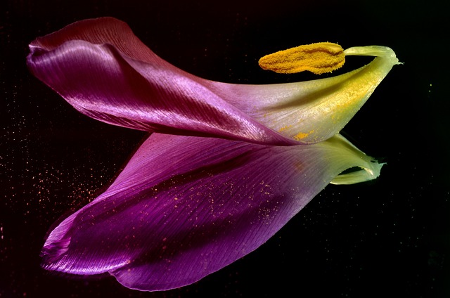 tulip shared mirror