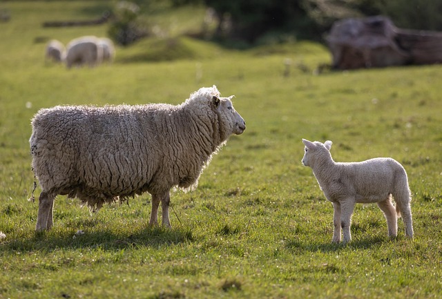 sheep lamb farm pasture livestock field nature cute rural grass flock agriculture farming animal sheep sheep sheep sheep s