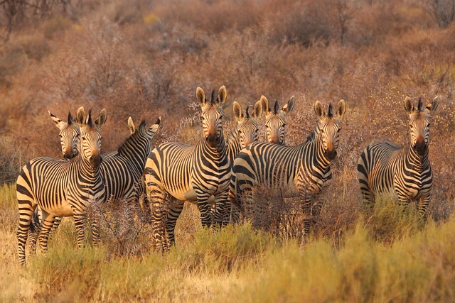 zebras animals africa south africa namibia savannah safari nature wildlife