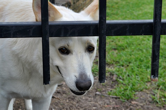 security guard dog mammal animal nature grass dog outdoors pet cute domestic looking canine summer teeth male dog purebr