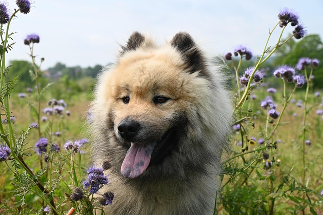 dog canine pet friend breed animal mammal eurasier dog eurasier olaf young stallion nature companion dog dog dog dog dog