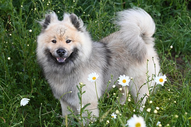 dog eurasier dog pet nature eurasier stallion companion german eurasier breed canine animal eurasier olaf