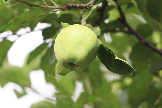 green apple himalayan apple apple on tree indian apple green