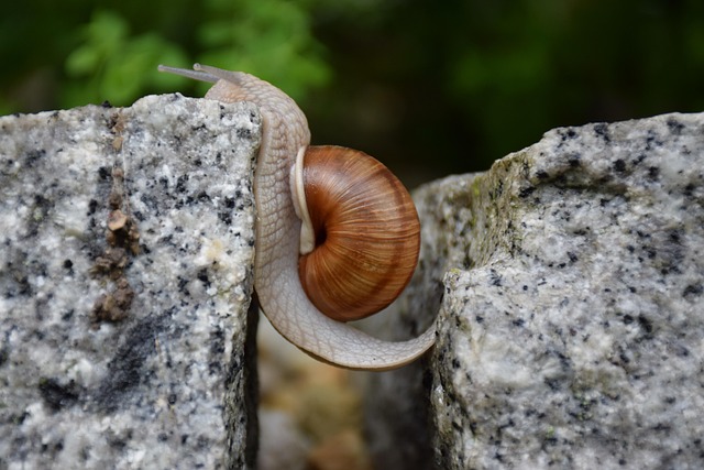 snail overcome obstacle will made brave gap strong effort animal nature snail snail snail will brave gap gap gap gap stro