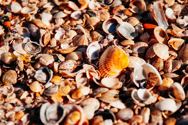 sea beach orange shore pearl seashells seashell brown beach nature brown sea brown ocean