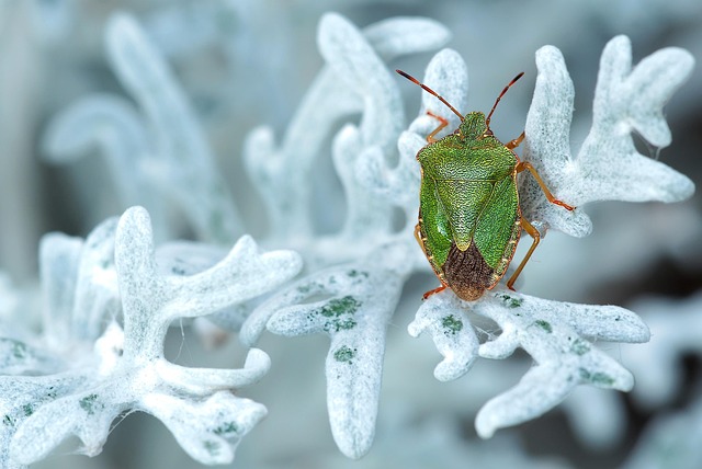 green stink bug insect nature palomena prasina silver leaf common stink bug common greenfinch bug tree bug pentatomidae white filz