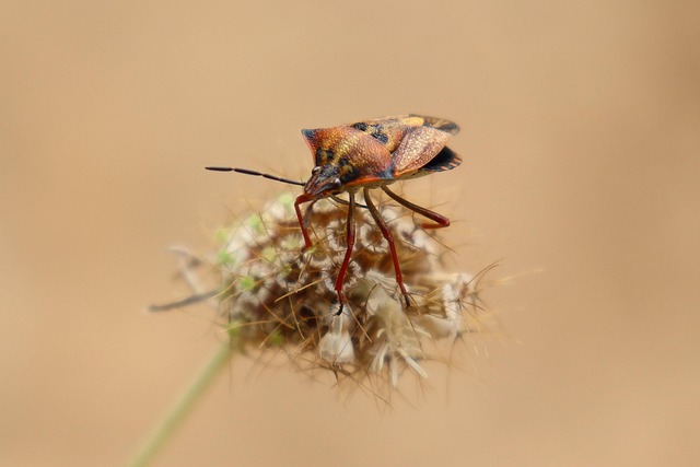 insect nature garden prairie fauna flora