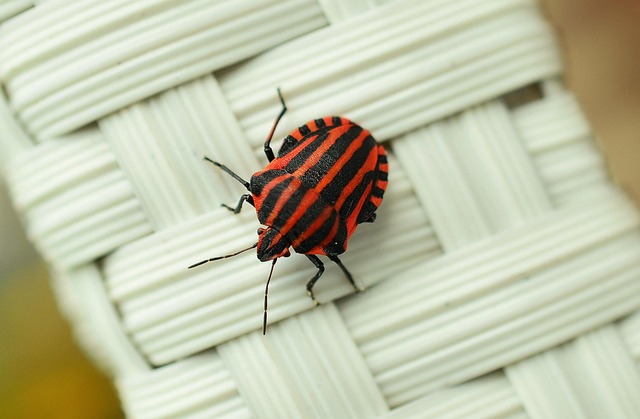strip bug bug macro insect red insect photo close up striped black red bug bug bug bug bug insect