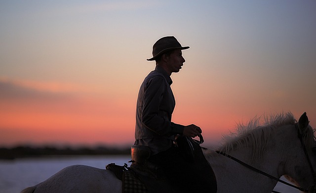 caretaker horse horses camargue animal white hiking animals water plan pond sunset nature light reflections