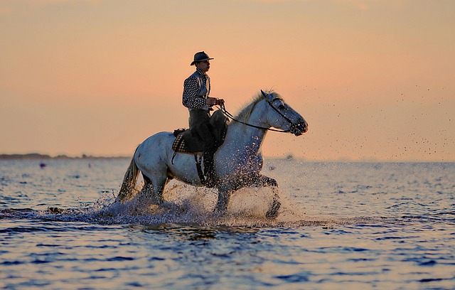 rider horse horses nature horse riding animal hiking water plan