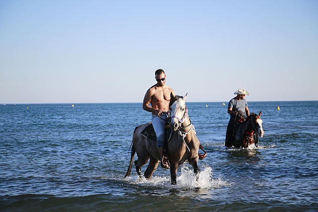 horse hiking horses water plan horse riding animal nature horse horse horse horse horses horses horse riding horse riding hor