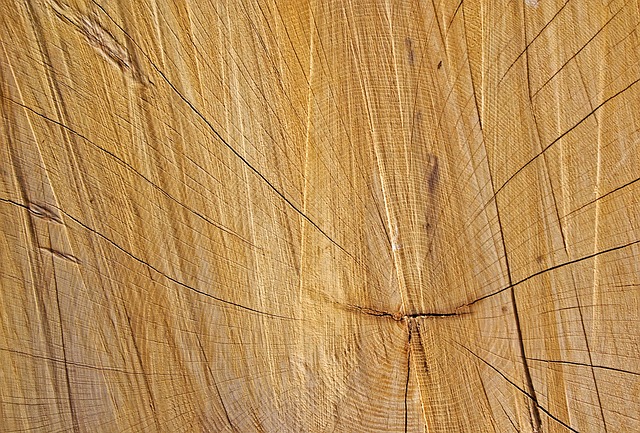 tree rings tree rings wood lumber timber log pine nature texture natural background wood background environment forestry natur
