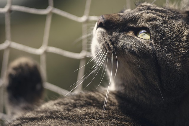 cat nature animal feline pet mammal