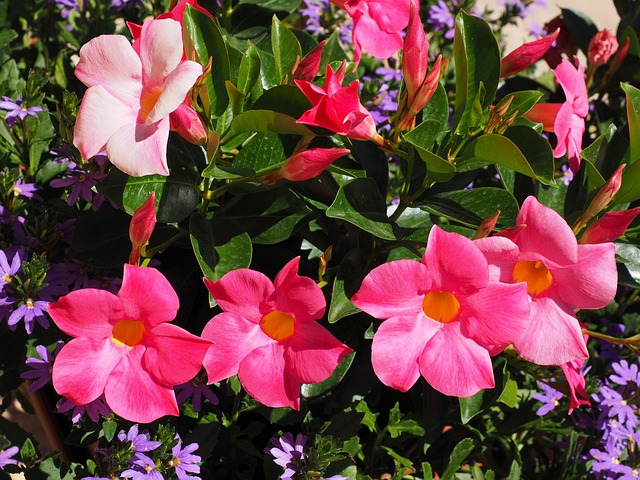 mandevilla bell shaped flower wallpaper funnel flower blossom bloom pink dark pink trumpet shaped funnel like neotropical liana c