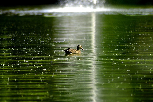 light reflection radiation diffusely scattered approach duck pond water park water bird multicoloured bird plumage dazzling wild