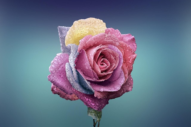 flower nature rose free background windows wallpaper petals rose flower beautiful flowers desktop backgrounds cool backgrounds val