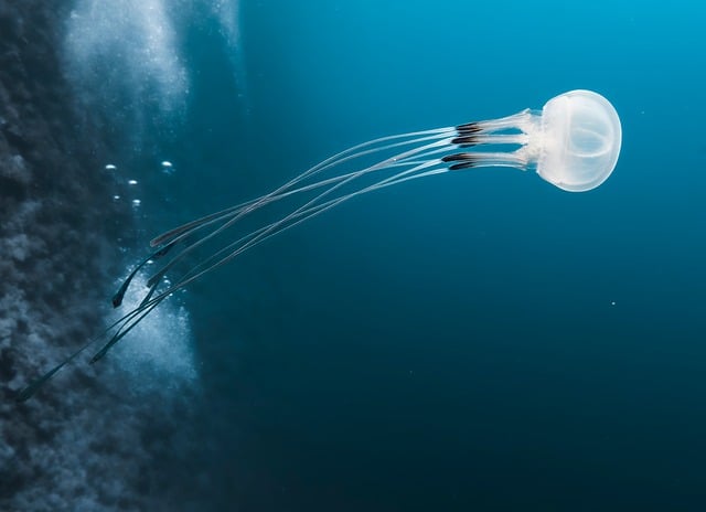 dive sea nature underwater water ocean fishes egypt adventure to travel red sea jellyfish box jellyfish