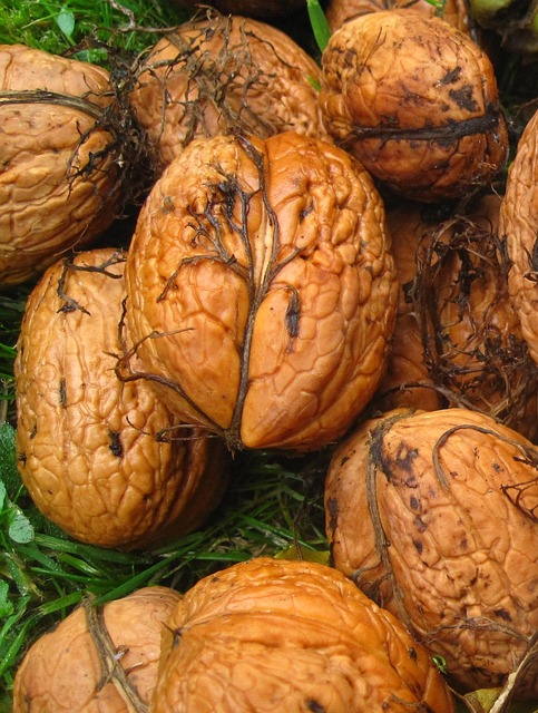 fresh walnuts garden harvest nut shell nature brown real walnut harvest time fibrous fresh green season juglans core nut frui