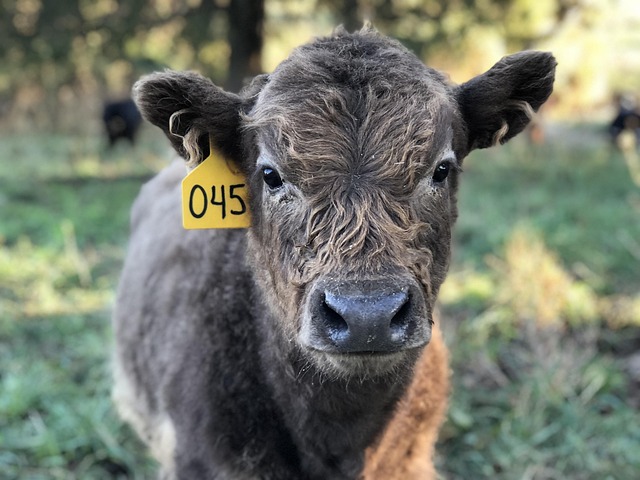 highland cattle scottish cattle breed cow livestock scottish animal outdoor nature grazing grass fed beef head furry cut baby