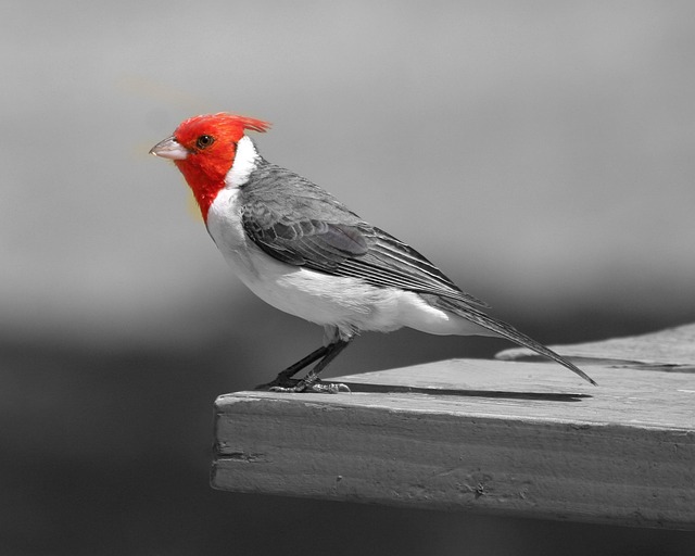 cardinal bird nature colorful honolulu hawaii wild life cardinal cardinal cardinal cardinal cardinal honolulu