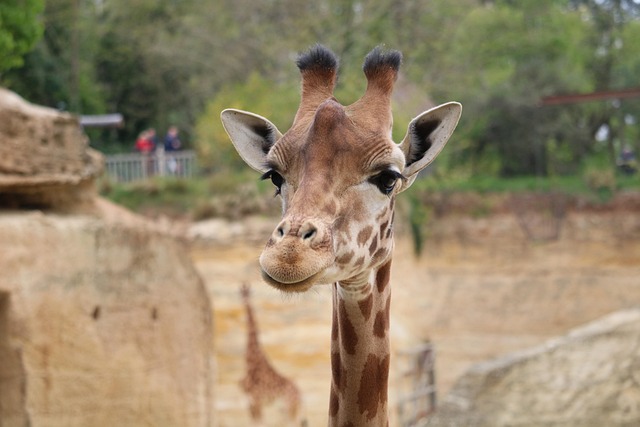 giraffe africa zoo safari savannah mammals nature savage fauna giraffes herbivorous neck tasks height animals head landscape
