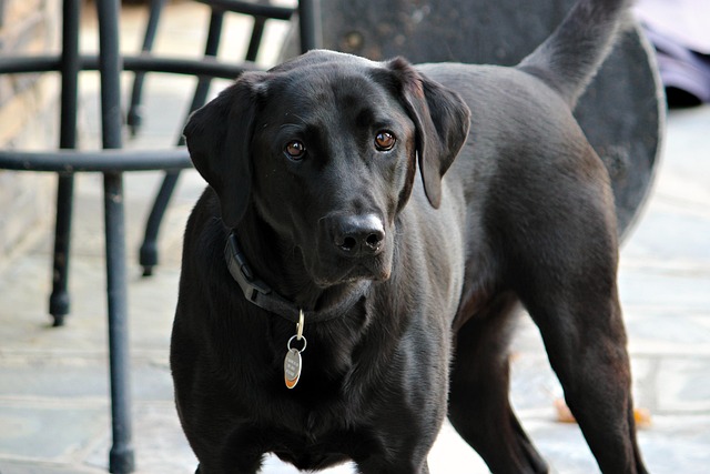 dog nature black lab pet animal purebred canine doggy retriever labrador gray lab
