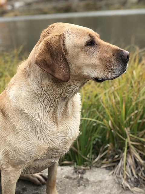 dog yellow lab pet retriever nature lab animal brown lab