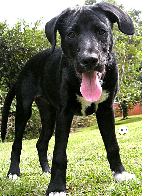 labrador retriever puppy lab animal labrador pet black lab black labrador dog canine