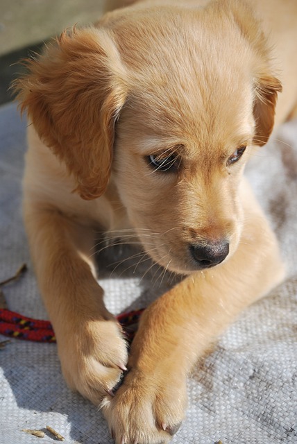 lab puppy puppy dog lab labrador animal domestic adorable doggy pup cute pet mammal sad puppy golden lab