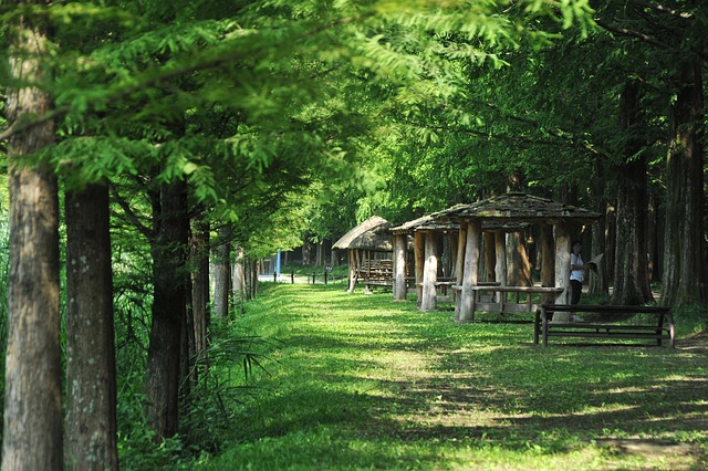 meta porsche inquiries nature forest road meta information of win metasequoia garosu gil korea damyang landscape colonnade repu