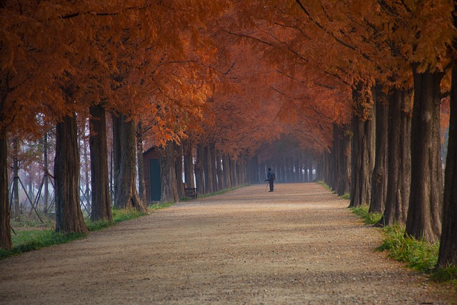 autumn road nature colonnade damyang meta porsche inquiries tree
