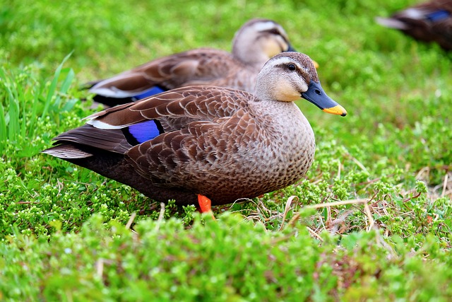 ducks nature birds green walking peers
