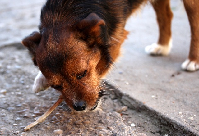 dog pet os animal food eating canine