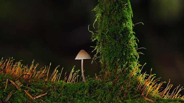 mushroom small mushroom moss nature forest fall