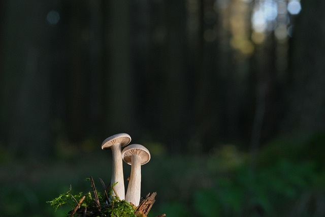 mushrooms small mushrooms slats moss fall forest nature mushrooms mushrooms mushrooms mushrooms moss moss forest forest fores