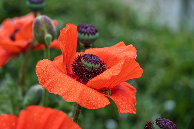 poppy corn poppy flower wallpaper raindrop water nature rain wet flower flower background blossom bloom hay horse beautiful flo