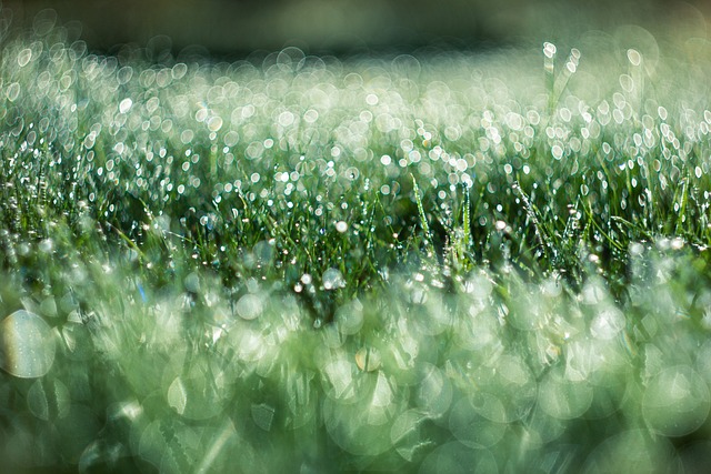 lawn grass dew morning dew grassland meadow hay dew drop green close up wet wet grass nature
