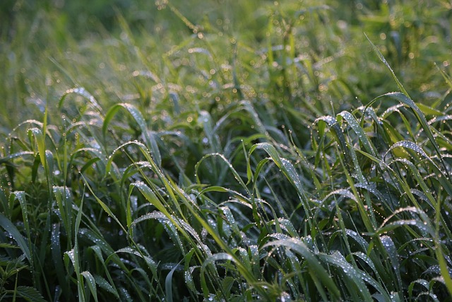 grass hay plant nature green dew drops wet meadow