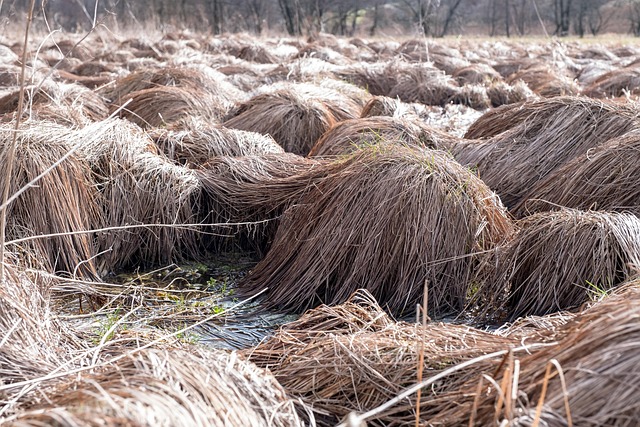 nature straw hay grass field wet how come swamp withered