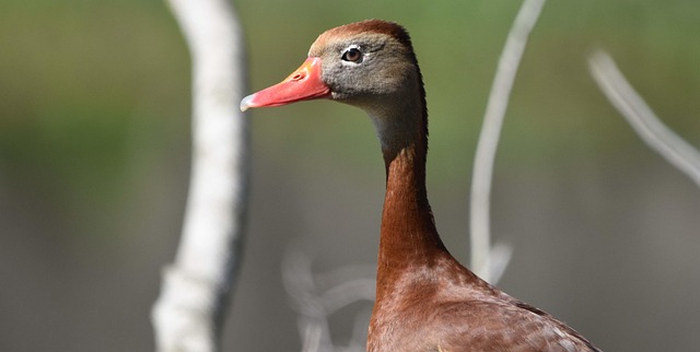 duck whistler nature wildlife bird