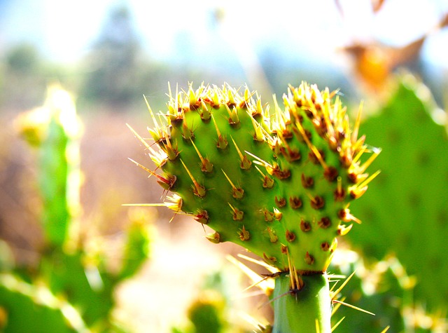 cactus cacti nature plant green defense sharp adaptation adaptation adaptation adaptation adaptation adaptation