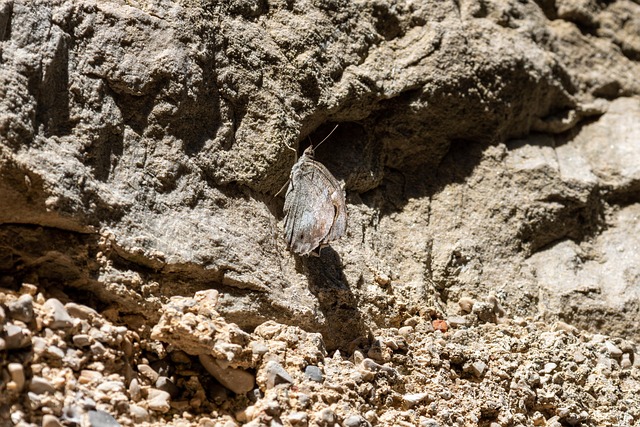 butterfly adaptation hvar croatia island invisible nature hvar hvar hvar hvar hvar invisible invisible invisible invisible i