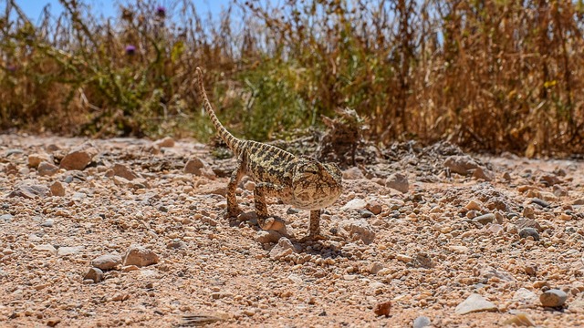 chameleon nature animal reptile camouflage adaptation fauna