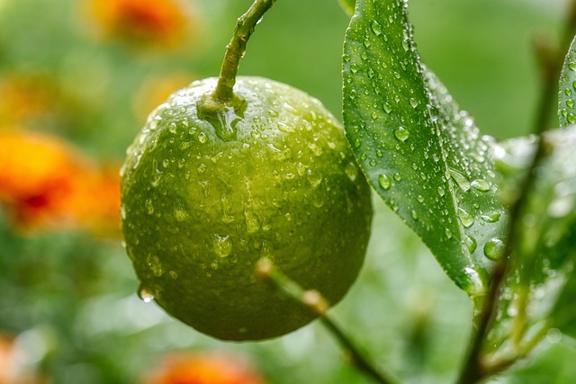 lemon nature tree fruit drops water dew green citrus fruits leaves nikon d750 aperture 9 iso 900 105mm 125th of a second