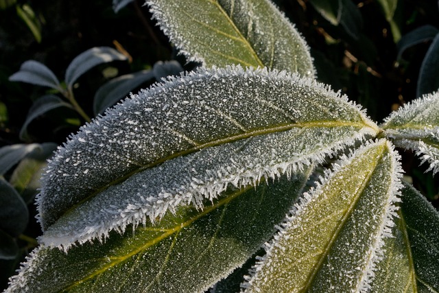 4 Studies, One Signal — 4pm 24-Hour Freeze