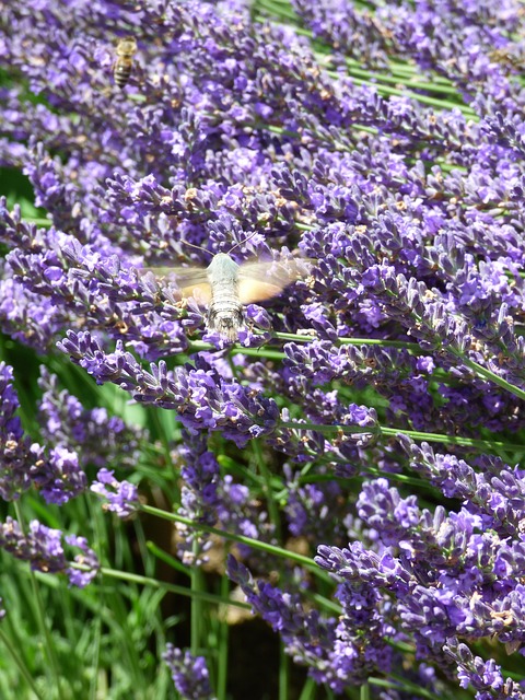 lavender bees and owls insects insect to hum